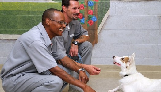 Inmates May Begin Walking Shelter Dogs In Florida