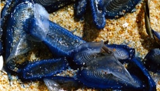 Stranded by the Millions, Blue Creatures Washing up on Bay Area Beaches