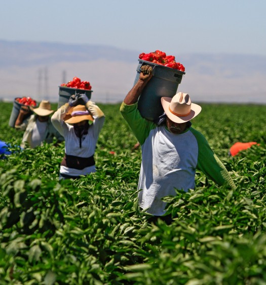 AB 1066: Farm Workers