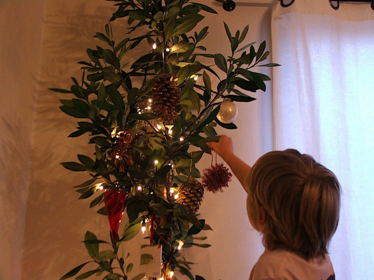 Adopt a Living Tree - Environmentally-Friendly Christmas Trees